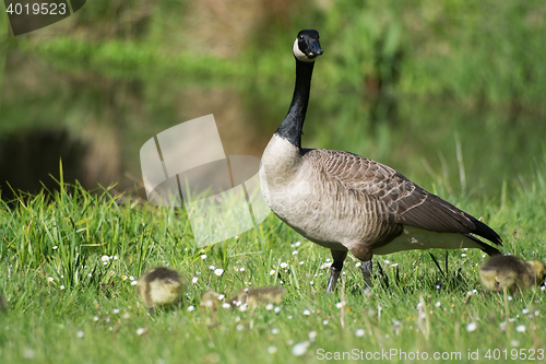 Image of Grey Goose Biddy