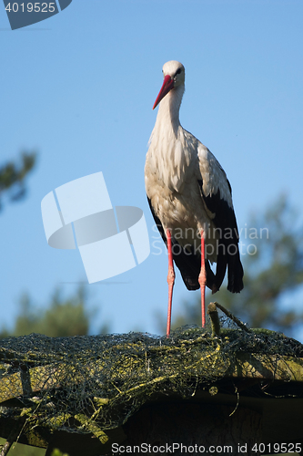 Image of White stork (Ciconia ciconia)