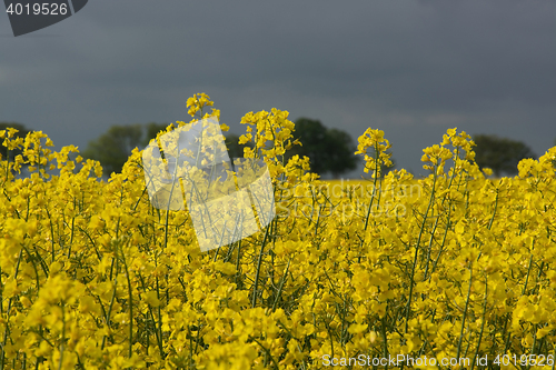 Image of Rape Flowers in Germany