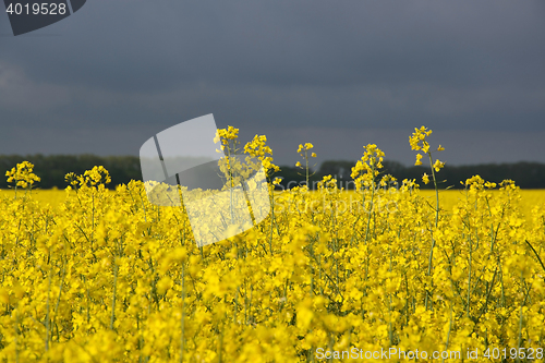 Image of Rape Flowers in Germany