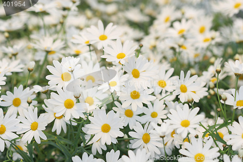 Image of field of white daisies