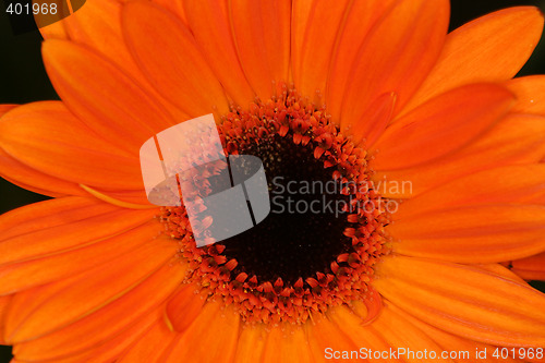 Image of orange macro gerbera flower