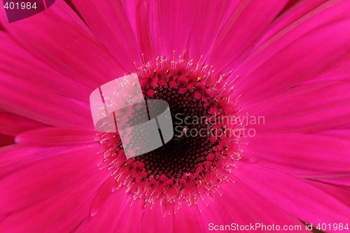 Image of pink macro gerber