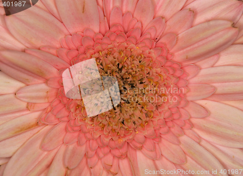 Image of pink gerbera