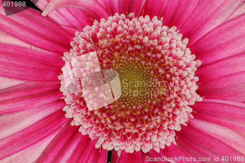 Image of very pink macro flower