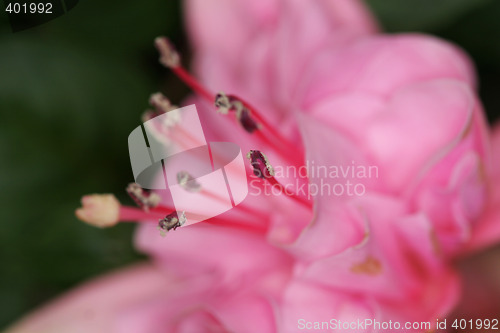 Image of pink macro flower