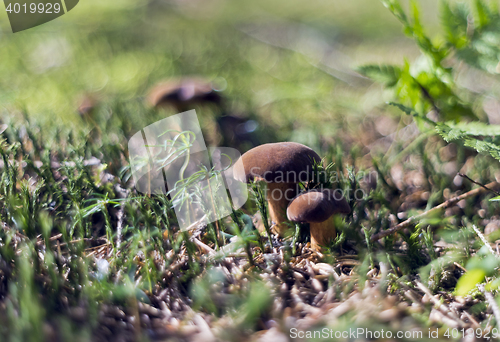 Image of Mushrooming season