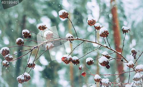 Image of Cones On A Branch In The Snow