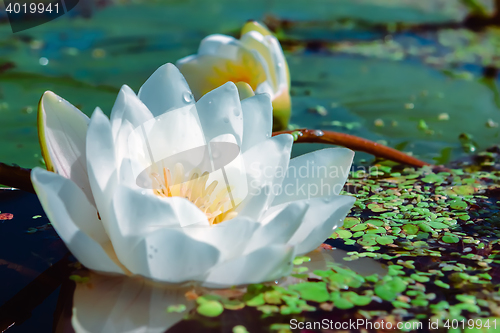 Image of White Water Lily In a Pond Closeup