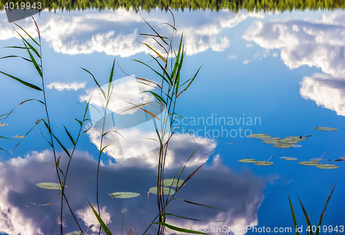 Image of Magic Reflection Of Clouds And Reeds In Lake