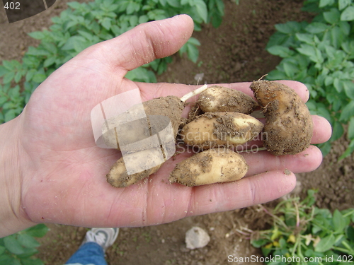 Image of Small potatoes