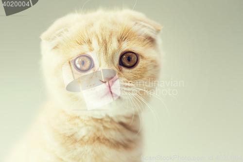 Image of close up of scottish fold kitten