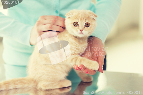 Image of close up of scottish fold kitten and woman