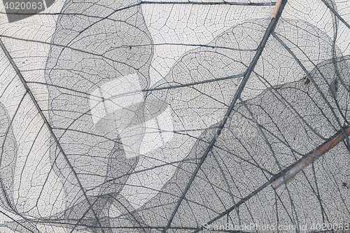 Image of dried leaves as nice background