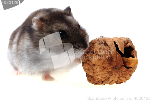 Image of dzungarian hamster isolated