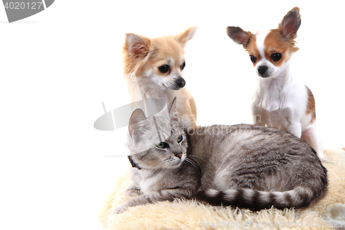 Image of cat and chihuahuas are resting