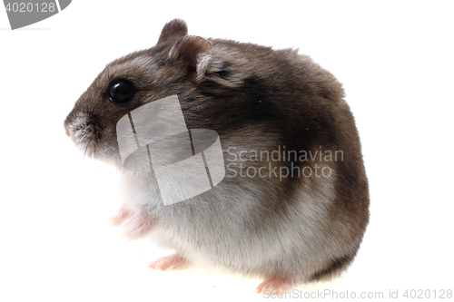 Image of dzungarian hamster isolated