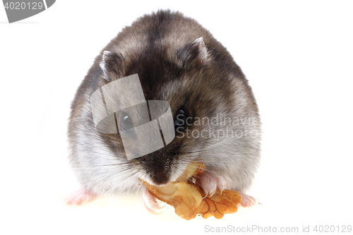 Image of dzungarian hamster isolated