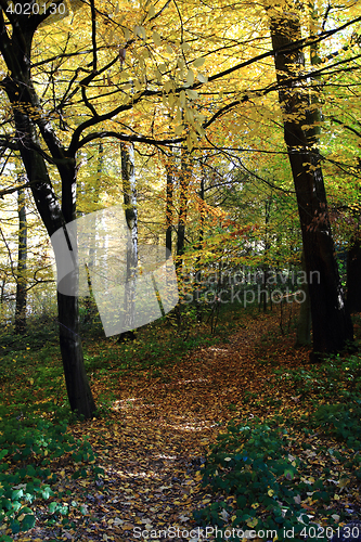 Image of nice autumn park 
