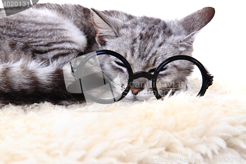 Image of gray cat and glasses isolated