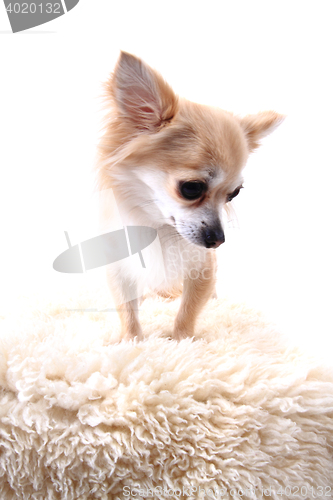 Image of chihuahua is resting 