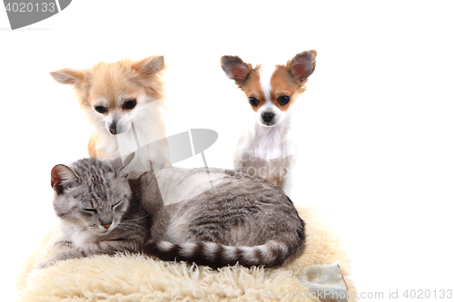 Image of cat and chihuahuas are resting