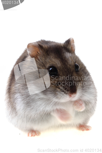 Image of dzungarian hamster isolated