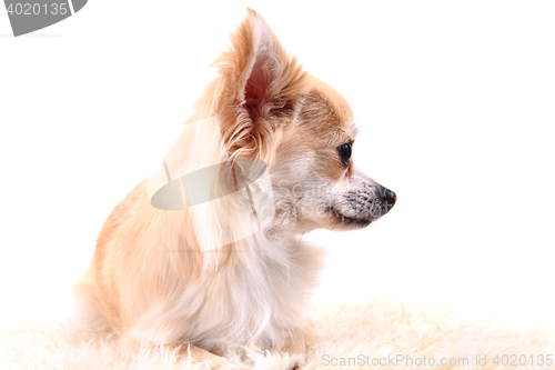 Image of chihuahua is resting 