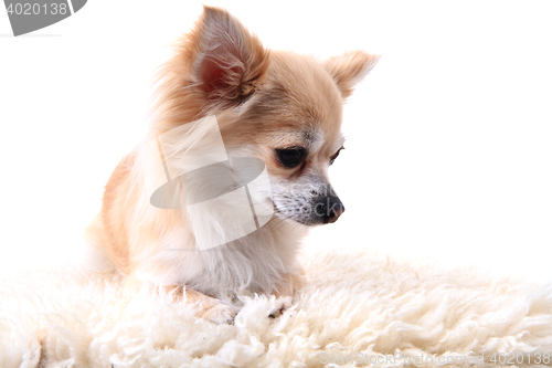 Image of chihuahua is resting 
