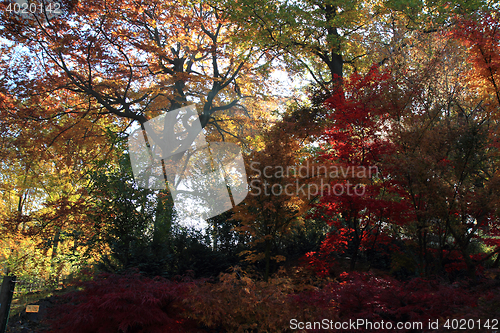 Image of color autumn forest 