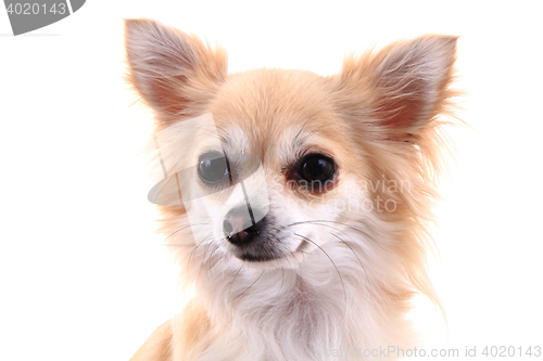 Image of head of sweet chihuahua