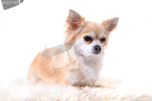 Image of chihuahua is resting 