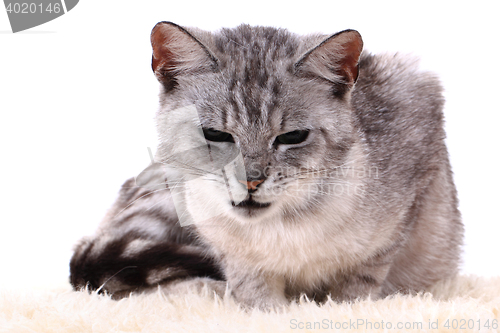 Image of gray cat isolated