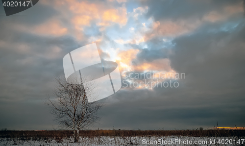 Image of Lone Tree In Snowy Field