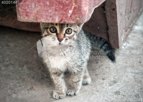 Image of Homeless Kitten In The Street