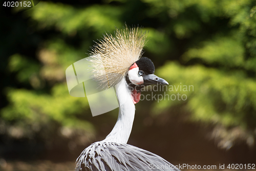 Image of Black Crowned Crane (Balearica pavonina)