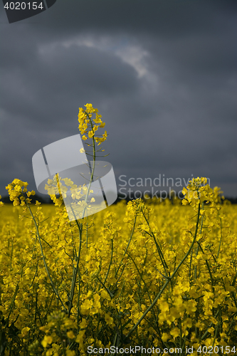 Image of Rape Flowers in Germany