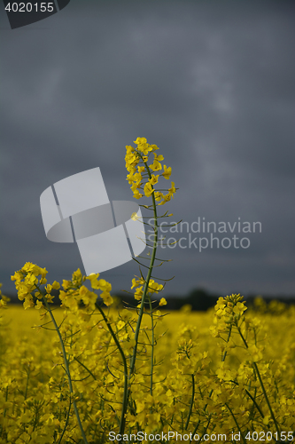 Image of Rape Flowers in Germany