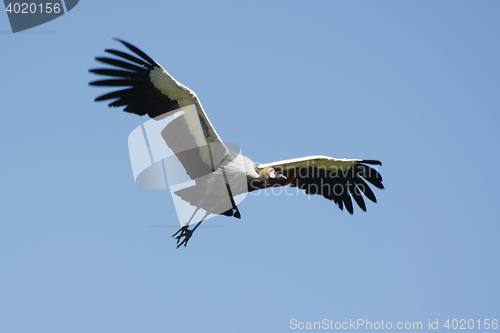 Image of Black Crowned Crane (Balearica pavonina)