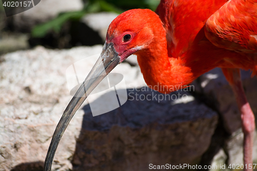 Image of Scarlet Ibis (Eudocimus ruber)