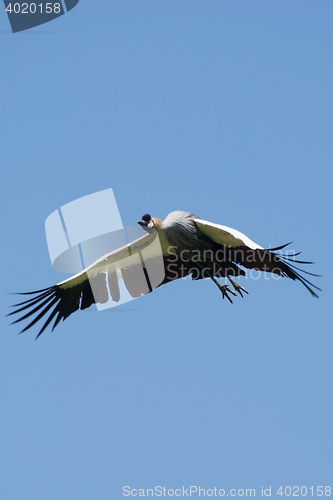 Image of Black Crowned Crane (Balearica pavonina)