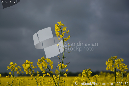 Image of Rape Flowers in Germany
