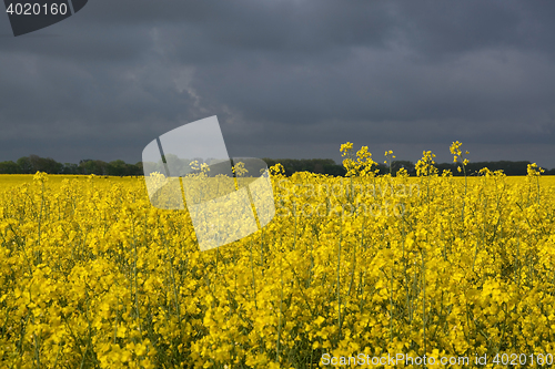 Image of Rape Flowers in Germany