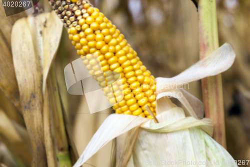 Image of mature corn crop