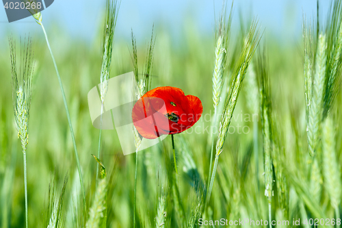 Image of blooming red poppies