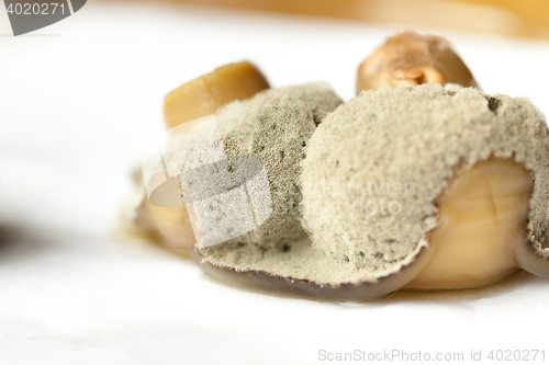 Image of mold on mushrooms