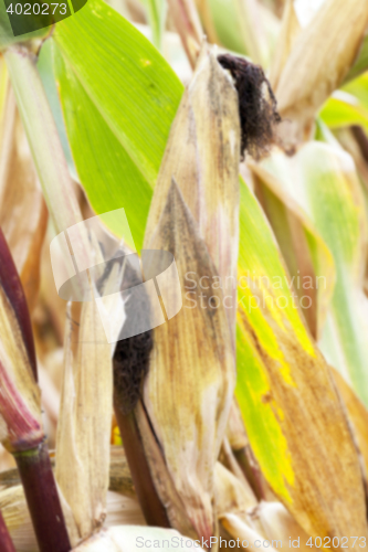 Image of mature corn crop