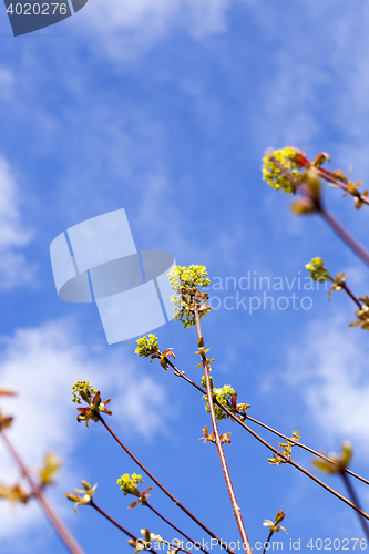 Image of trees in the spring