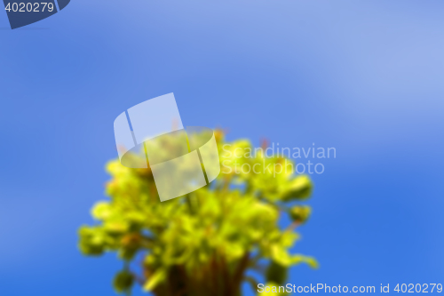 Image of flowering maple, close up