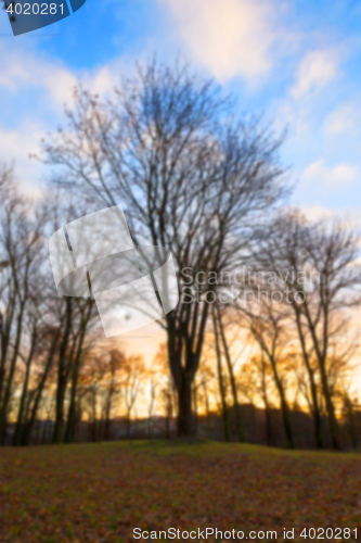 Image of trees in the park at sunset